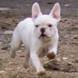 Francuski buldog na prodaju - ANUBIS 2