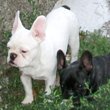 Francuski buldog na prodaju - ANUBIS 3
