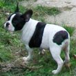 Francuski buldog na prodaju - ARGUS 2