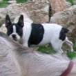 Francuski buldog na prodaju - ARGUS 3