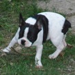 Francuski buldog na prodaju - ARGUS 4