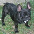 Francuski buldog na prodaju - ATLANTA 3