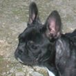 Francuski buldog na prodaju - ATLANTA 5