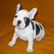 Francuski buldog na prodaju - BRANDON 1