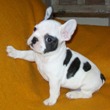 Francuski buldog na prodaju - BRANDON 4