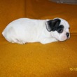 Francuski buldog na prodaju - BURITTO 1