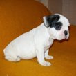 Francuski buldog na prodaju - BURITTO 3