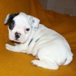 Francuski buldog na prodaju - BURITTO 5