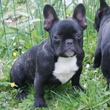 Francuski buldog na prodaju - ZONA 1