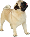 pug