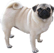 MOPS - curica Walpurgis night HARMONY