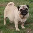 mops - zenka NATALIE Mad-Mops - mama štenaca