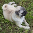 MOPS - štene na prodaju - DOLORES 1