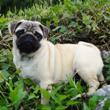 MOPS - štene na prodaju - DOLORES 2