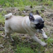 MOPS - štene na prodaju - DOLORES 4