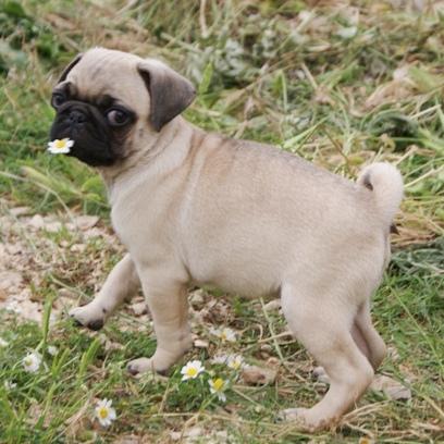 Pug for sale - Puppies mm