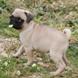 Pug for sale - Puppies 