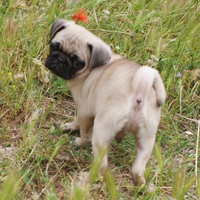 Pug for sale - Puppies 