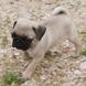 Pug for sale - Puppies 10