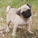 Pug for sale - Puppies 11