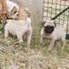 Pug for sale - Puppies 12