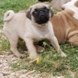 Pug for sale - Puppies 13