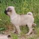 Pug for sale - Puppies 14