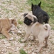 Pug for sale - Puppies 15