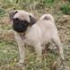 Pug for sale - Puppies 16