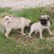 Pug for sale - Puppies 17