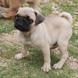Pug for sale - Puppies 18