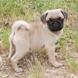 Pug for sale - Puppies 19