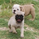 Pug for sale - Puppies 2