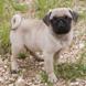 Pug for sale - Puppies 3