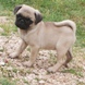 Pug for sale - Puppies 4