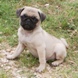 Pug for sale - Puppies 5