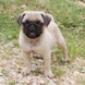 Pug for sale - Puppies 6