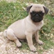 Pug for sale - Puppies 7