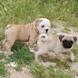 Pug for sale - Puppies 8