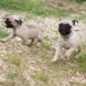 Pug for sale - Puppies 9