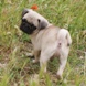 Pug for sale - Puppies M