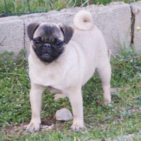 mops - curica na prodaju EUROPA