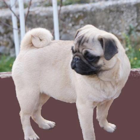 mops - curica na prodaju FLEUR