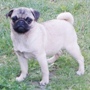 mops - curica na prodaju FLEUR 2
