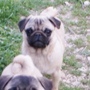 mops - curica na prodaju FLEUR 3