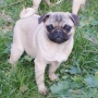 mops - curica na prodaju FLEUR 5