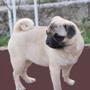 mops - curica na prodaju FLEUR 1