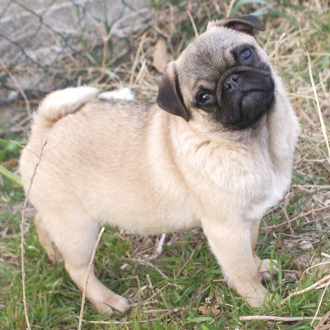 mops -  na prodaju muško štene FLIRT