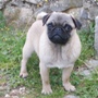 mops -  na prodaju muško štene FLIRT 3