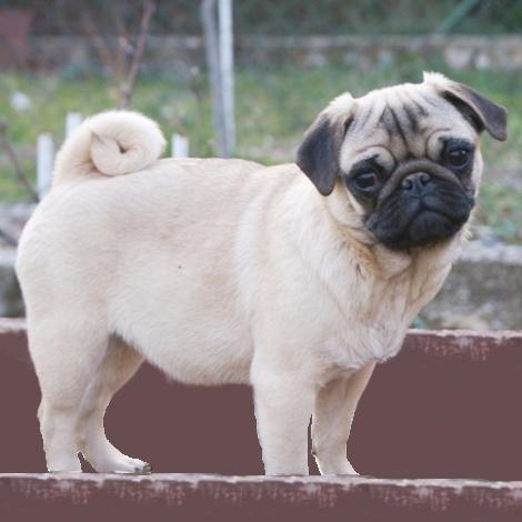 mops - curica na prodaju FLORA 